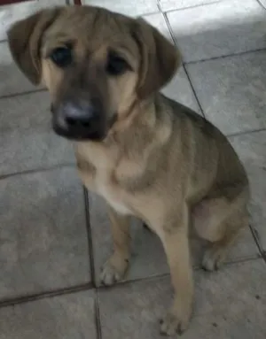 Cachorro raça Vira Lata idade 2 a 6 meses nome Nina