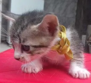 Gato raça  idade 2 a 6 meses nome tito