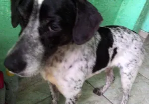 Cachorro raça SDR idade 3 anos nome Miny