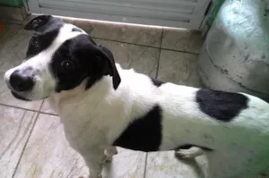 Cachorro raça SRD idade 3 anos nome Alvo