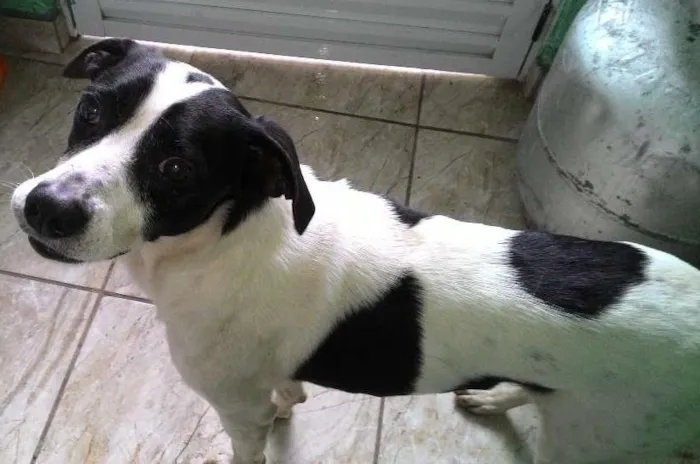 Cachorro ra a SRD idade 3 anos nome Alvo