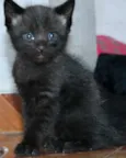 Menino