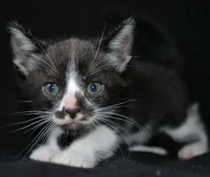 Gato raça SRD idade Abaixo de 2 meses nome Frajola