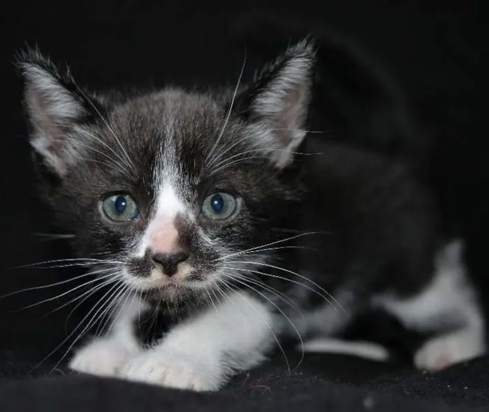 Gato ra a SRD idade Abaixo de 2 meses nome Frajola