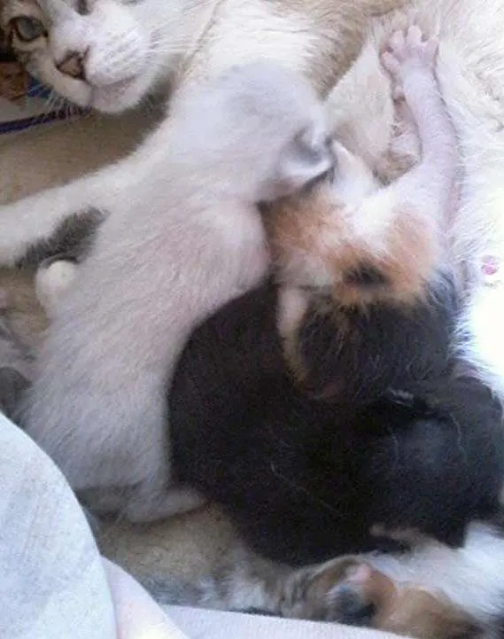 Gato ra a Sinplis idade  nome Gatinhos carentes