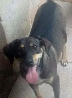 Cachorro raça SRD idade 7 a 11 meses nome Pretinha