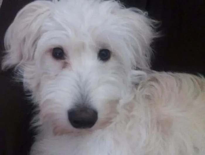 Cachorro ra a SRD idade 7 a 11 meses nome Maggie