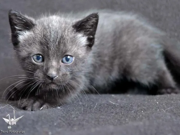 Gato ra a srd idade Abaixo de 2 meses nome Menino