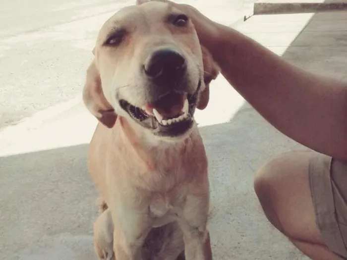 Cachorro ra a Srd idade 1 ano nome Lili