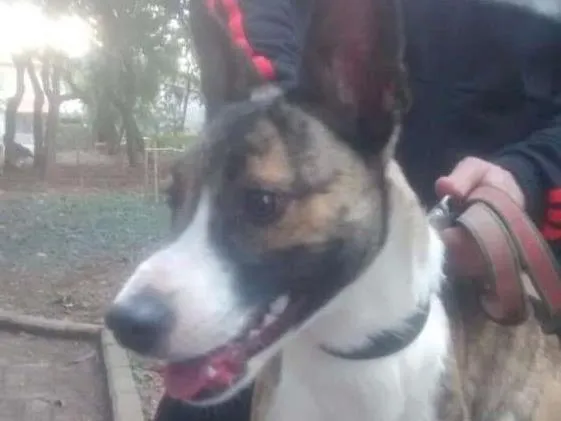 Cachorro ra a  idade 7 a 11 meses nome sem nome