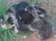 Filhotes bebes Gatos