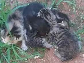 Gato ra a Gato idade Abaixo de 2 meses nome Filhotes bebes Gatos