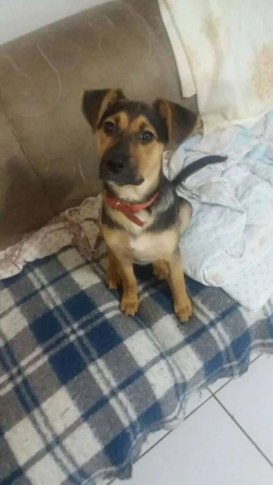 Cachorro ra a SRD idade 2 a 6 meses nome Milla