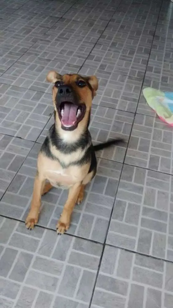 Cachorro ra a SRD idade 2 a 6 meses nome Milla