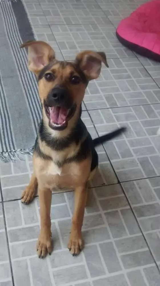 Cachorro ra a SRD idade 2 a 6 meses nome Milla