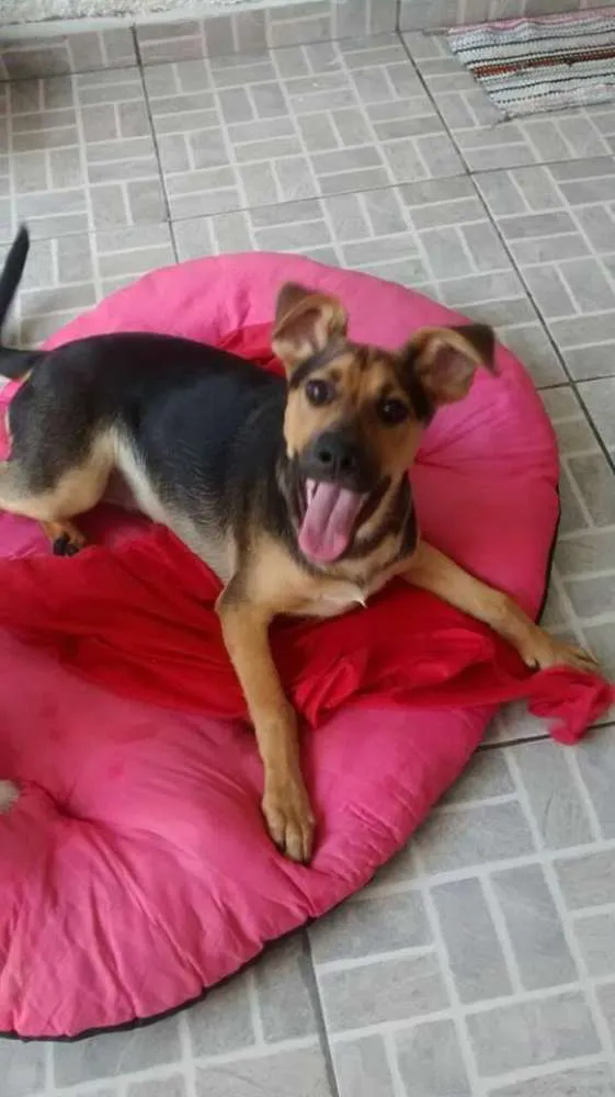 Cachorro ra a SRD idade 2 a 6 meses nome Milla