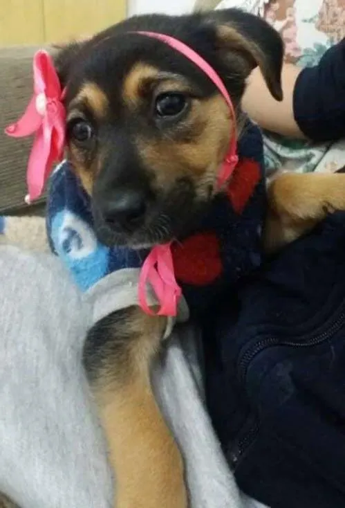 Cachorro ra a SRD idade 2 a 6 meses nome Milla