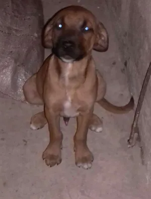 Cachorro raça Fila com vira lata idade 2 a 6 meses nome Sem none
