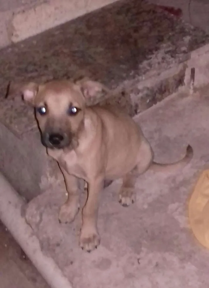 Cachorro raça Fila com vira lata idade 2 a 6 meses nome Sem none