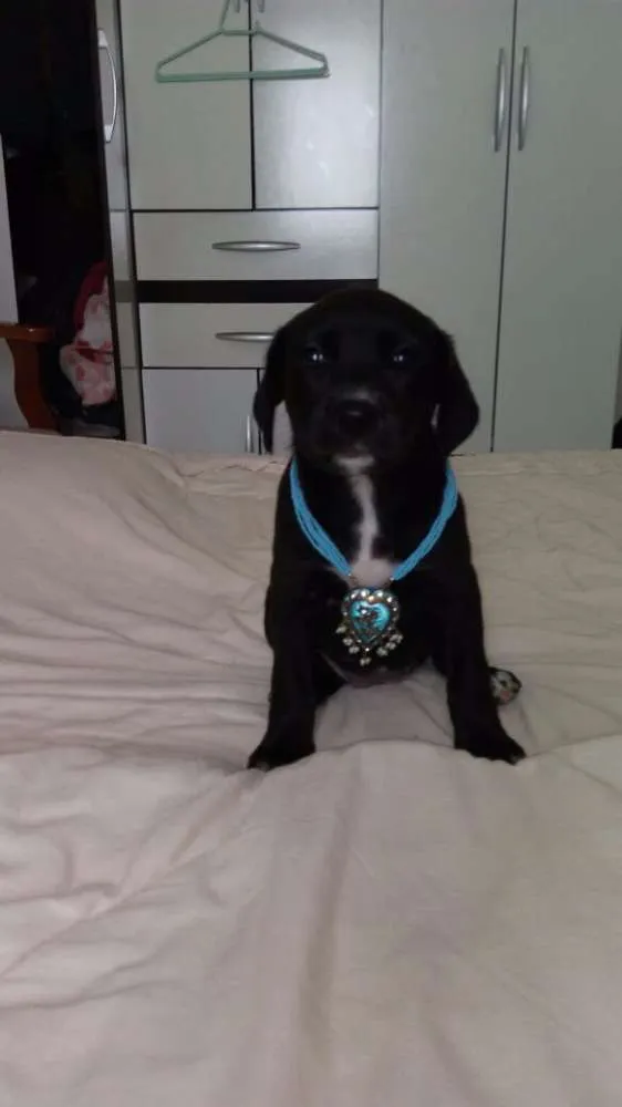 Cachorro ra a Sem raça definida idade Abaixo de 2 meses nome Filhotes
