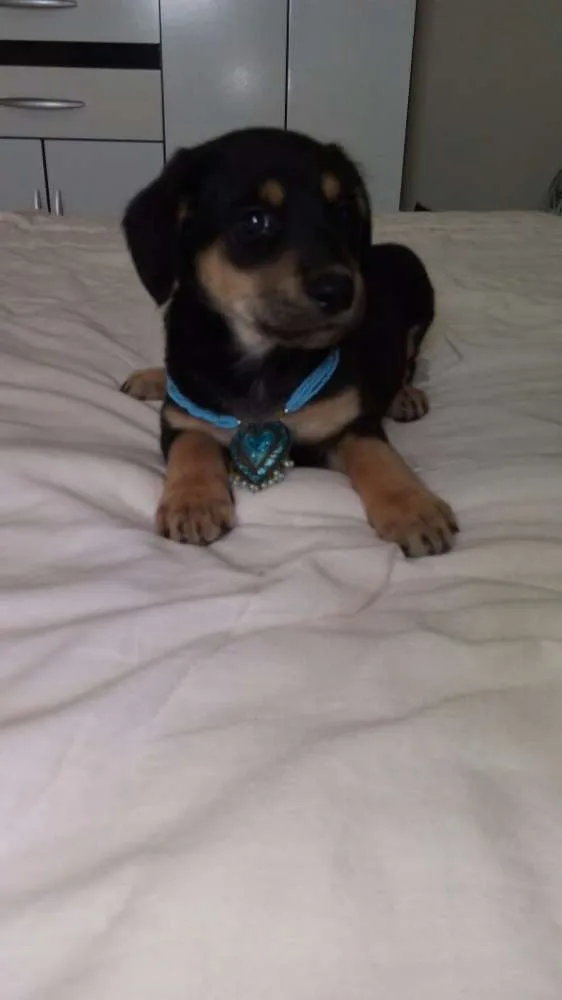 Cachorro ra a Sem raça definida idade Abaixo de 2 meses nome Filhotes