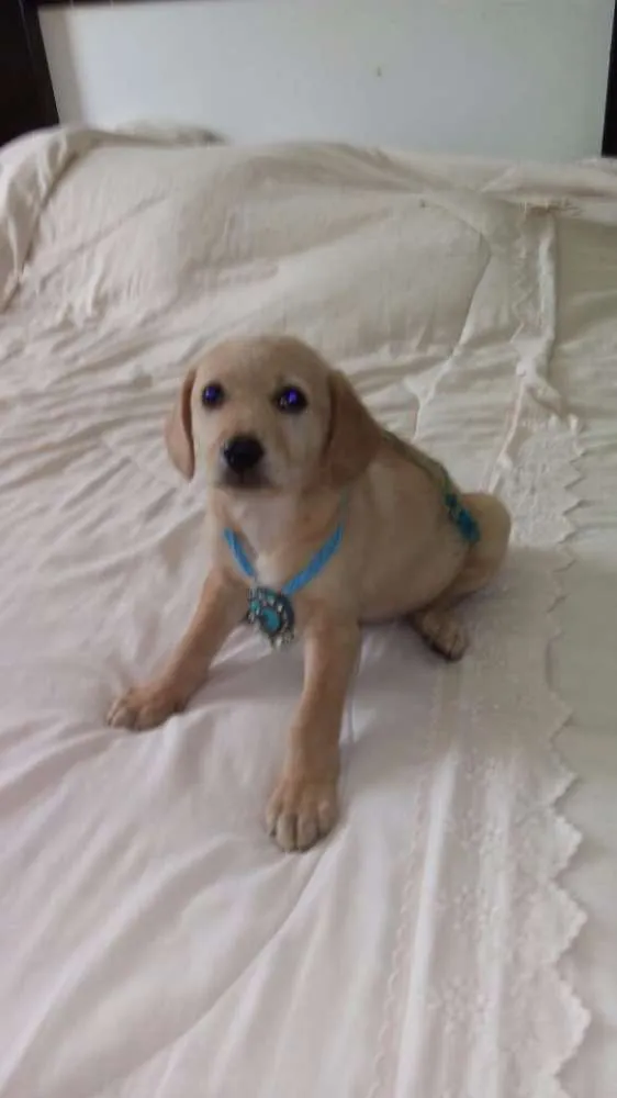 Cachorro ra a Sem raça definida idade Abaixo de 2 meses nome Filhotes