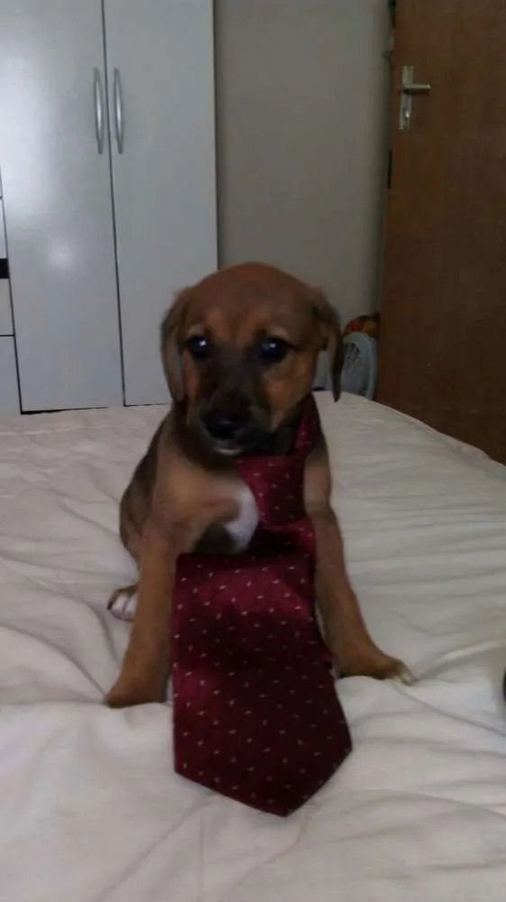 Cachorro ra a Sem raça definida idade Abaixo de 2 meses nome Filhotes
