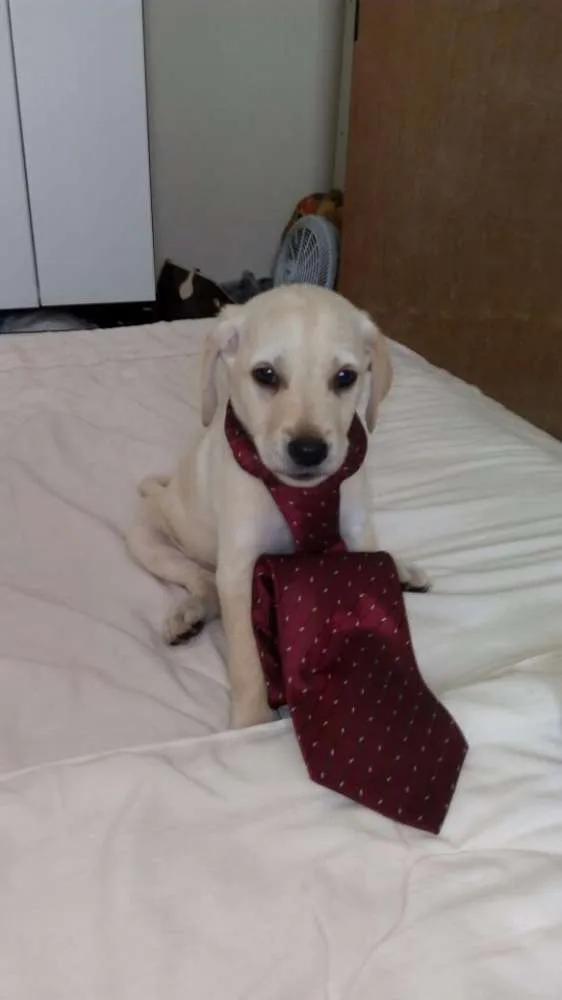 Cachorro ra a Sem raça definida idade Abaixo de 2 meses nome Filhotes