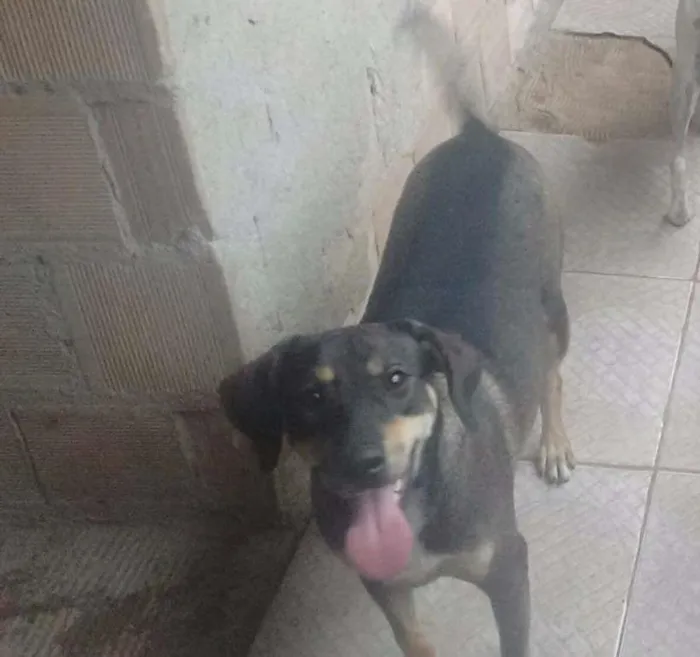 Cachorro ra a SRD idade 7 a 11 meses nome Pretinha