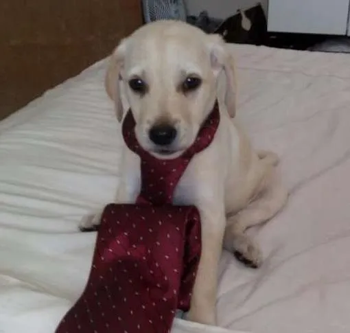 Cachorro ra a Sem raça definida idade Abaixo de 2 meses nome Filhotes