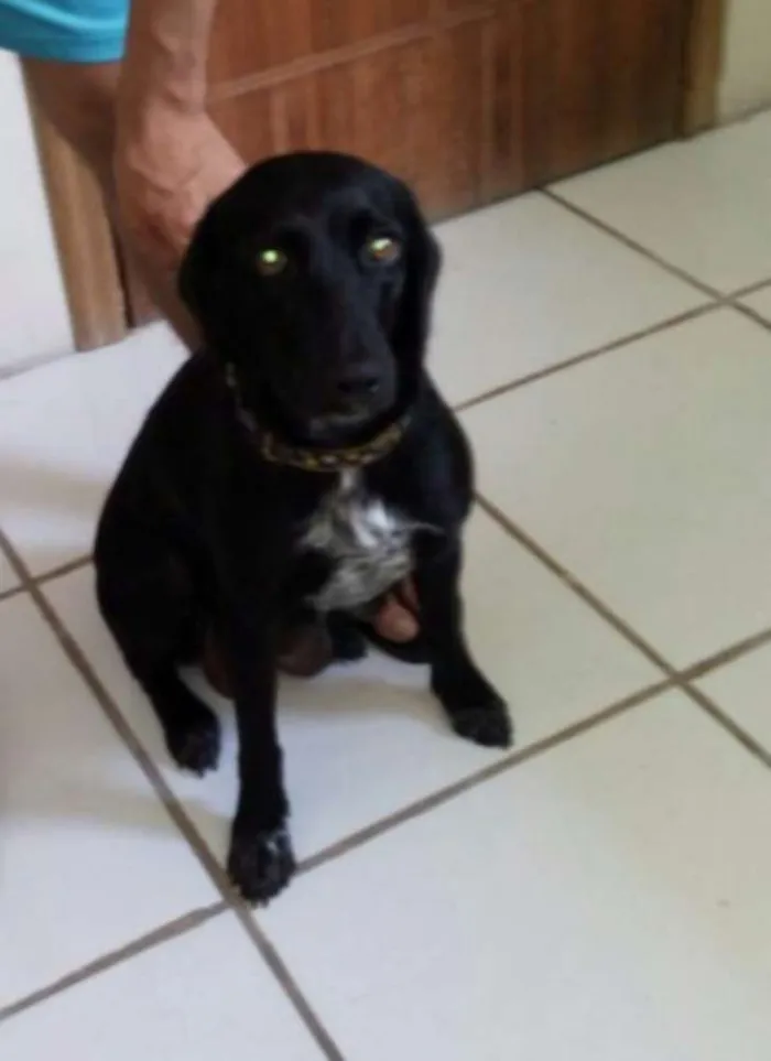 Cachorro ra a Sem raça definida idade 1 ano nome Bet
