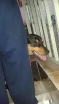 Neguinho