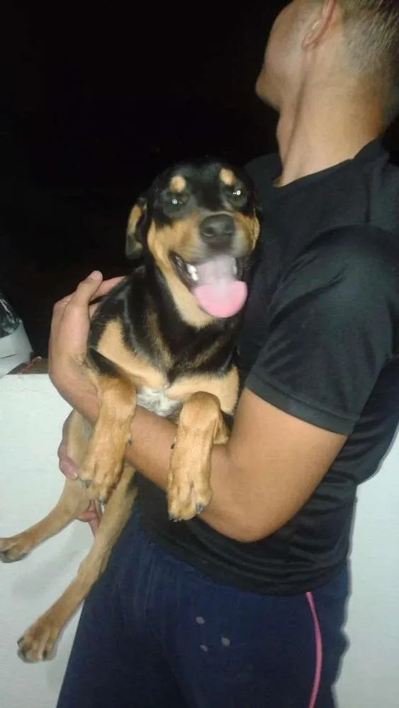 Cachorro ra a Mestiço idade 7 a 11 meses nome Neguinho