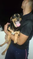 Neguinho