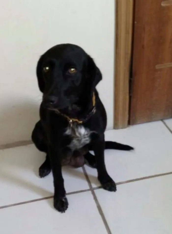 Cachorro ra a Sem raça definida idade 1 ano nome Bet
