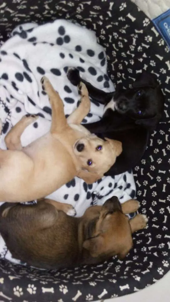 Cachorro ra a Sem raça definida idade Abaixo de 2 meses nome Filhotes