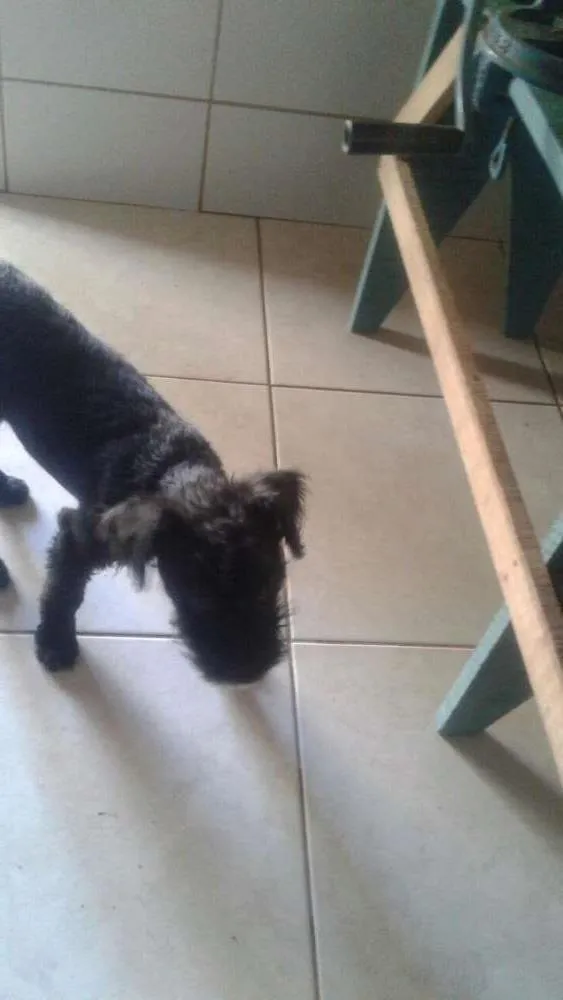 Cachorro ra a Poodle mestiço idade 7 a 11 meses nome PRETINHO