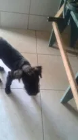 PRETINHO