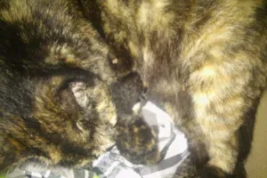 Gato raça  idade 7 a 11 meses nome Gatinha