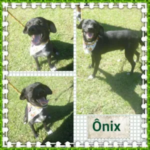 Cachorro raça SRD idade 1 ano nome ÔNIX
