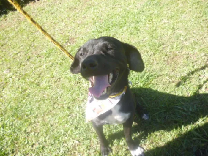 Cachorro ra a SRD idade 1 ano nome ÔNIX