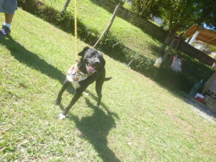 Cachorro ra a SRD idade 1 ano nome ÔNIX