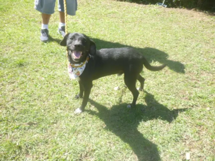 Cachorro ra a SRD idade 1 ano nome ÔNIX