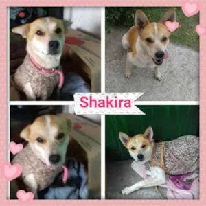 Cachorro raça SRD idade 2 anos nome SHAKIRA