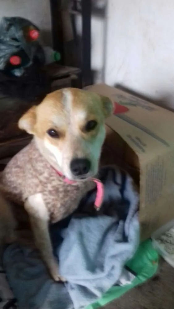 Cachorro ra a SRD idade 2 anos nome SHAKIRA