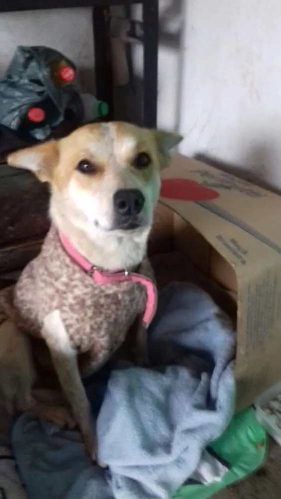 Cachorro ra a SRD idade 2 anos nome SHAKIRA