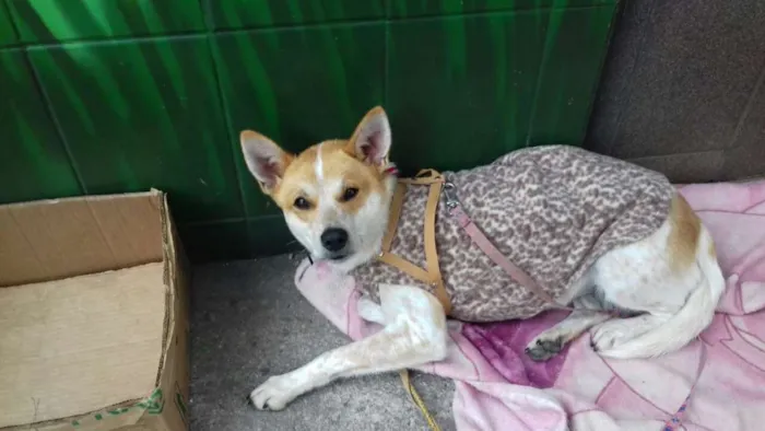 Cachorro ra a SRD idade 2 anos nome SHAKIRA