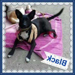 Cachorro raça SRD idade 2 anos nome BLACK