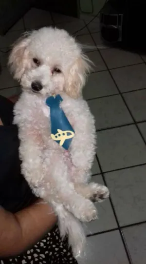Cachorro raça Poydol idade 1 ano nome Boby
