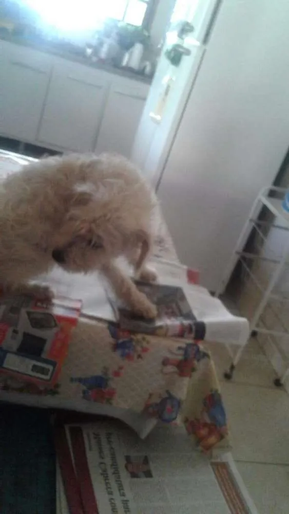 Cachorro ra a Poodle idade 7 a 11 meses nome Branquinha